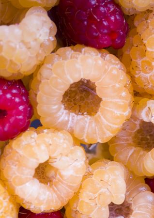 The Raspberriesの写真素材