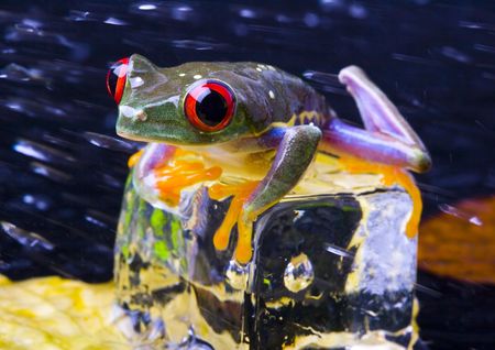 Frog - small animal with smooth skin and long legs that are used for jumping.の写真素材