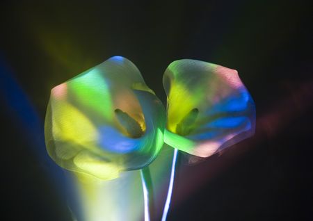 Calla lily, Arum lily (Zantedeschia), plant, genus in the family Araceae, 8 species native to southern Africa.の写真素材