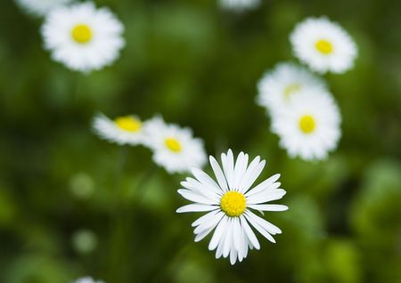 Daisy is a small white flower with a yellow centre, which usually grows wild on grass.の写真素材
