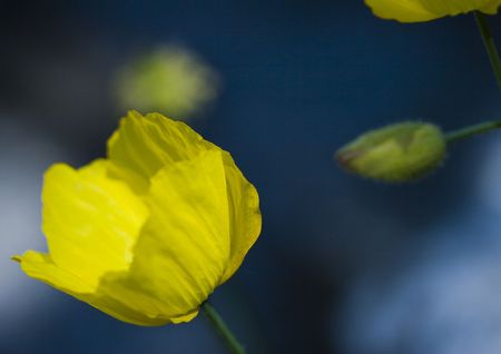 Flower - The beautiful coloured part of a plant or tree from which seeds or fruit grow.の写真素材