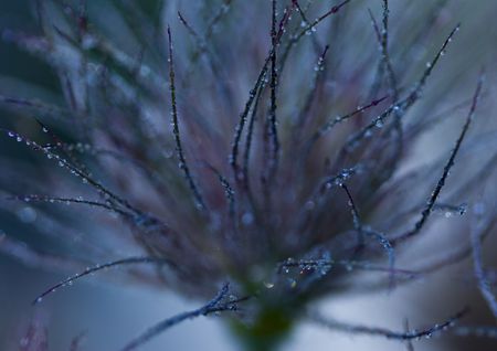 Flower - The beautiful coloured part of a plant or tree from which seeds or fruit grow.の写真素材