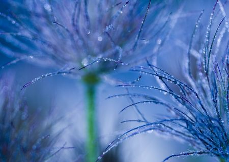 Flower - The beautiful coloured part of a plant or tree from which seeds or fruit grow.の写真素材