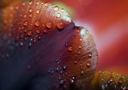 Flower - The beautiful coloured part of a plant or tree from which seeds or fruit grow.の写真素材