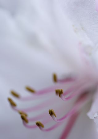 Flower - The beautiful coloured part of a plant or tree from which seeds or fruit grow.の写真素材
