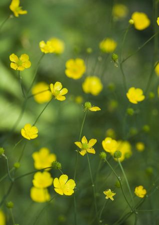 Flower - The beautiful coloured part of a plant or tree from which seeds or fruit grow.の写真素材