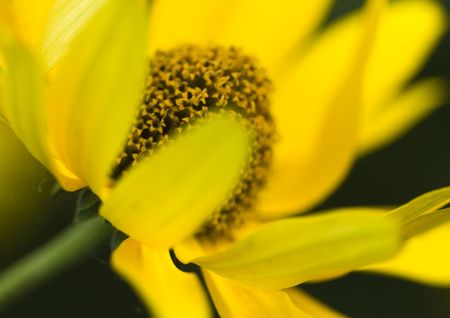 Flower - The beautiful coloured part of a plant or tree from which seeds or fruit grow.の写真素材