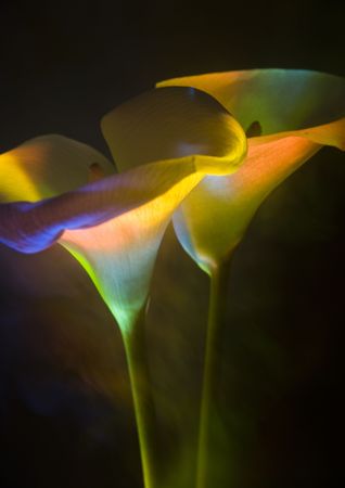 Calla lily, Arum lily (Zantedeschia), plant, genus in the family Araceae, 8 species native to southern Africa.の写真素材