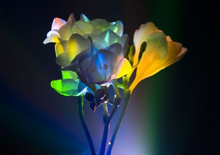 Freesiaの写真素材