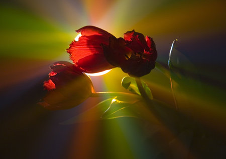 Tulips (Tulipa L., Amana ) - A brightly-coloured flower, shaped like a small cup, that grows from a bulb in the spring.の写真素材