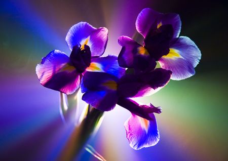 Iris (Iris L., Cryptobasis Nevski) - genus in the family Iridaceae. Various wild appear in Northern hemisphere.の写真素材