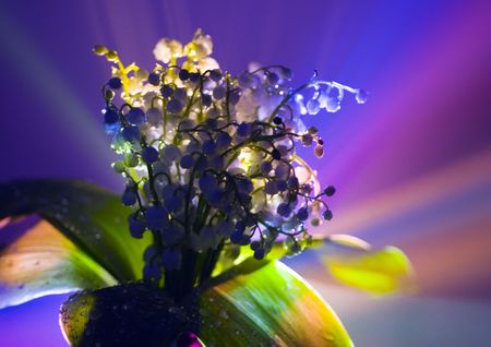 Convallaria majalisの写真素材