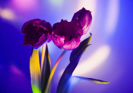 Tulips (Tulipa L., Amana ) - A brightly-coloured flower, shaped like a small cup, that grows from a bulb in the spring.の写真素材