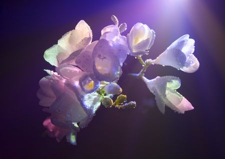 Freesiaの写真素材