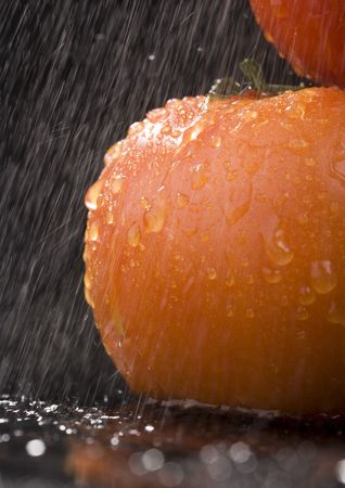 Tomato - is a cultivated plant. It is commonly cultivated because of its juicy fruits, which are full of vitamins, nutritions and mineral salts.の写真素材