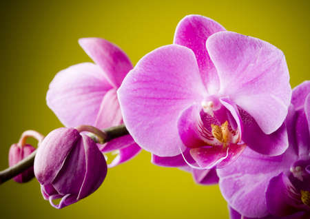 Orchidsの写真素材