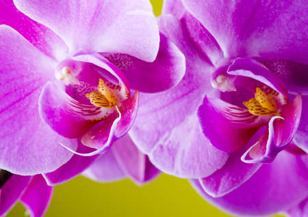 Beautiful orchidsの写真素材