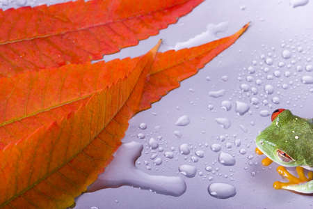 Red eye frogの写真素材