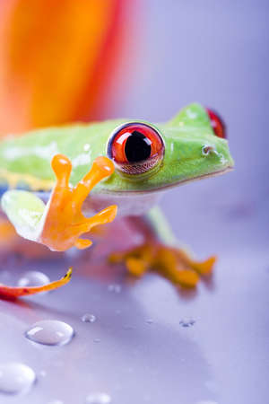 Red eye frogの写真素材