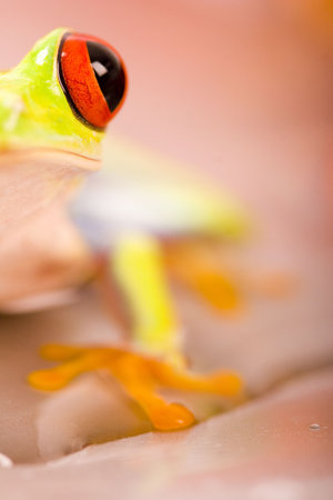 Red eyed tree frogの写真素材