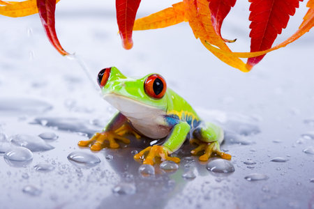 Red eyed tree frogの写真素材