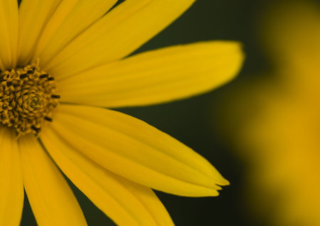 Yellow flower