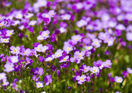 Flower の写真素材