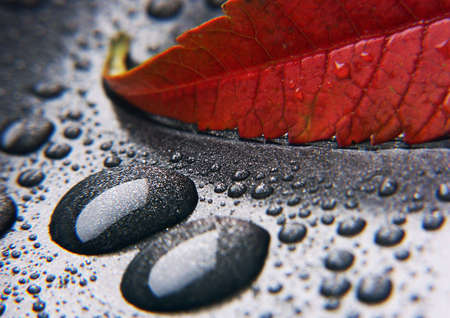 Closeup leaf の写真素材