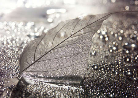 Leaf backgroundの写真素材