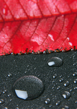 Leaf backgroundの写真素材