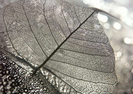 Colorful leafの写真素材