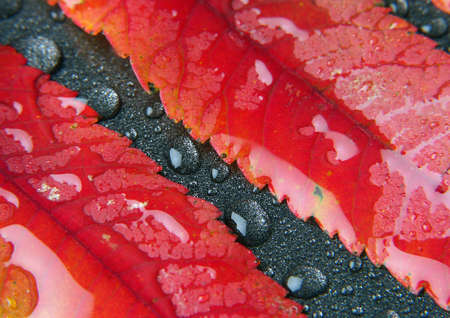 Colorful leafの写真素材