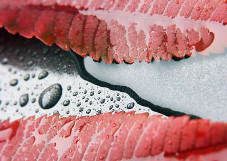 Colorful leafの写真素材