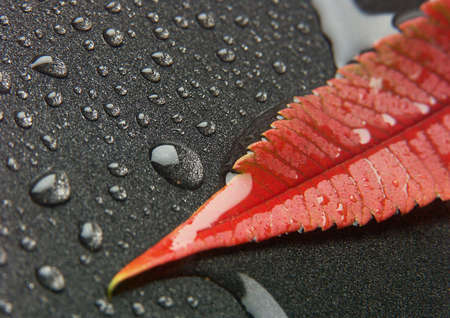 Colorful leafの写真素材