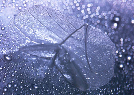 Closeup leaf の写真素材