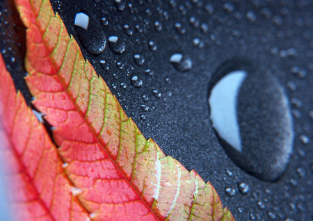 Leaf