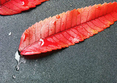 Colorful leafの写真素材