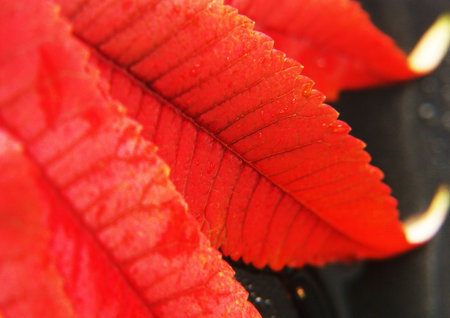 Colorful leaf
