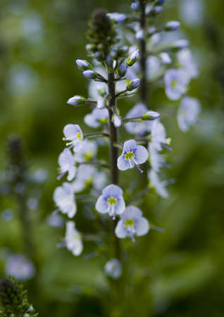 Flowerの写真素材