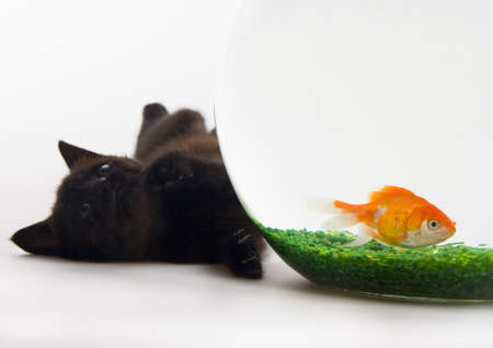 Black cat & Gold fishの写真素材