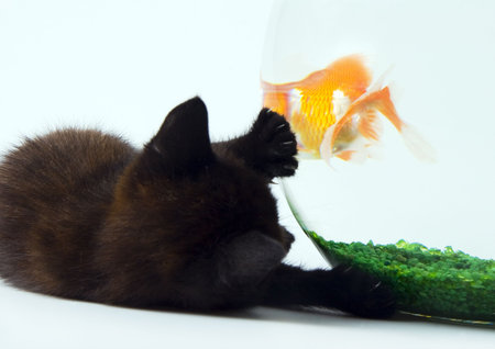 Black cat & Gold fishの写真素材