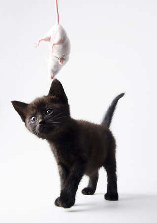 Black cat & White mouseの写真素材