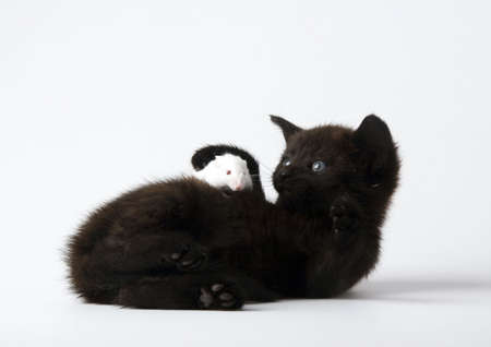 Black cat & White mouseの写真素材