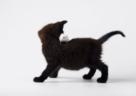 Black cat & White mouseの写真素材