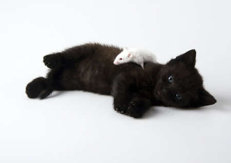 Black cat & White mouseの写真素材