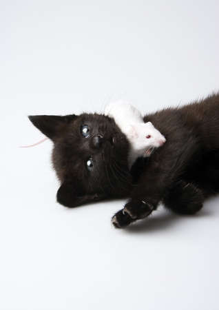 Black cat & White mouseの写真素材