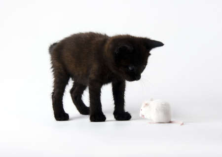 Black cat & White mouseの写真素材