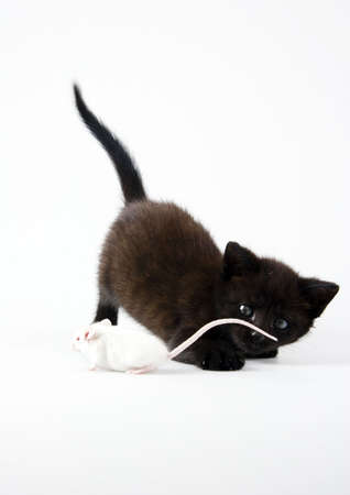 Black cat & White mouseの写真素材