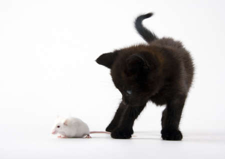 Black cat & White mouseの写真素材