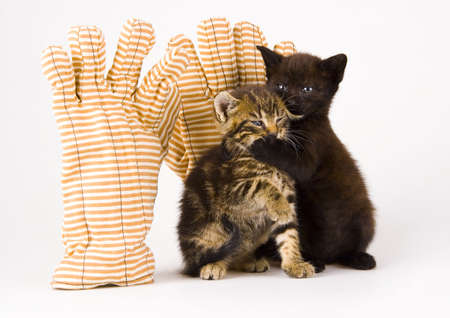 Catsの写真素材